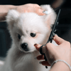 How To Cut Pets Hair In The Best Way